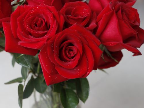 Rožė, Raudona Roze, Valentine, Gėlė, Meilė