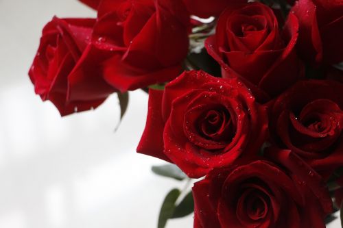 Rožė, Raudona Roze, Valentine, Gėlė, Meilė