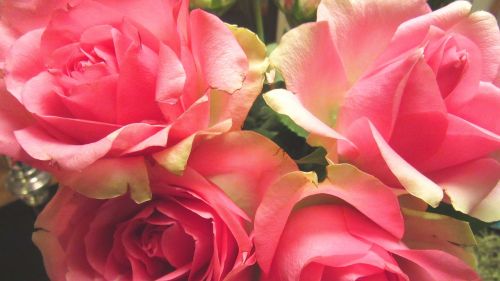 Rožė, Rožės, Jubiliejus, Romantiškas, Gėlių, Puokštė