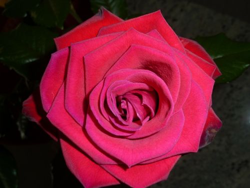 Rožė, Raudona Roze, Išaugo Žydėti, Grožis, Augalas, Valentine, Meilė, Romantika, Romantiškas, Žiedas, Žydėti, Gėlė