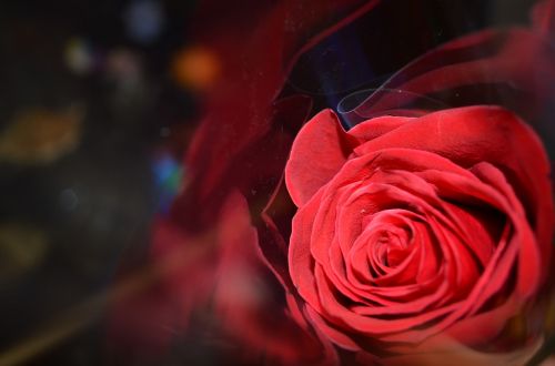 Rožė, Raudona, Gražiai, Gražiai, Raudona Roze, Gėlė, Gražus, Augalas, Flirtavimas, Džiaugsmas, Romantika, Iš Arti