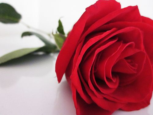 Rožė, Raudona, Gėlė, Meilė, Romantika, Gamta, Valentine, Gėlių, Žiedlapis, Stiebas, Šventė, Romantiškas, Vestuvės