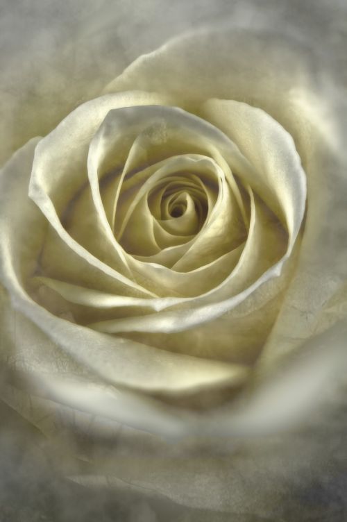 Rožė, Balta, Gėlė, Meilė, Balta Rožė, Gėlių, Romantiškas, Vestuvės, Elegantiškas, Apdaila, Gamta, Valentine