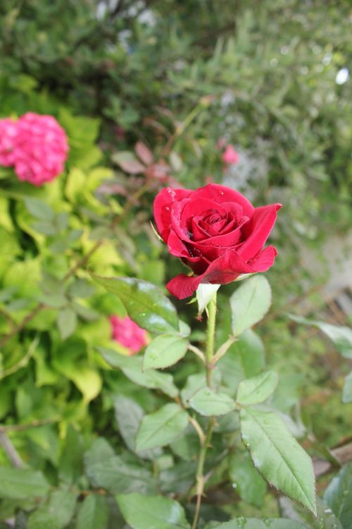 Rožė, Budas, Gėlė