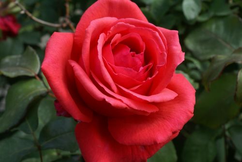 Rožė, Raudona Roze, Žiedas, Žydėti, Kvepalai, Raudona, Gražus, Flora, Gėlės, Meilė, Augalas, Rožės, Raudonos Rožės, Išaugo Žydėti, Grožis, Romantika