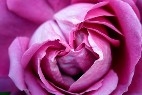 Rožė, Rosa, Gėlė