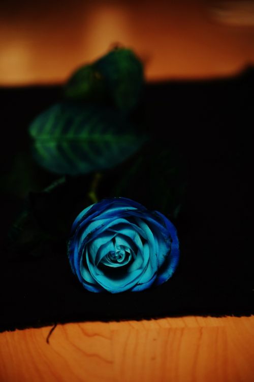 Rožė, Mėlynas, Gėlė, Mėlyna Roze