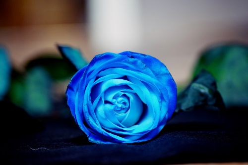 Rožė, Mėlynas, Gėlė, Mėlyna Gėlė