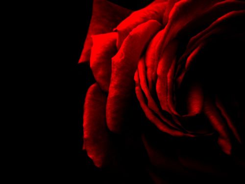 Rožė, Raudona, Raudona Roze, Gėlė, Romantika, Gamta, Valentine, Spalva, Raudonos Rožės, Meilė, Juoda, Žiedlapiai