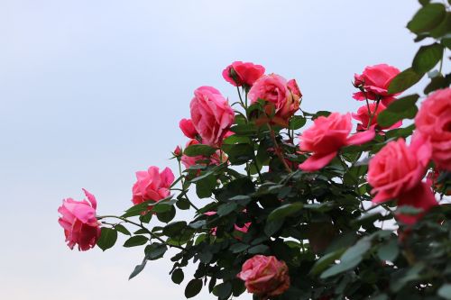 Rožė, Pavasario Miesto Miško Sodo Asociacija, Rožių Sodas