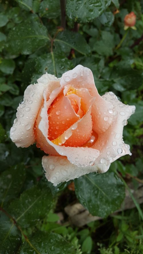 Rožė, Lietus, Lašas