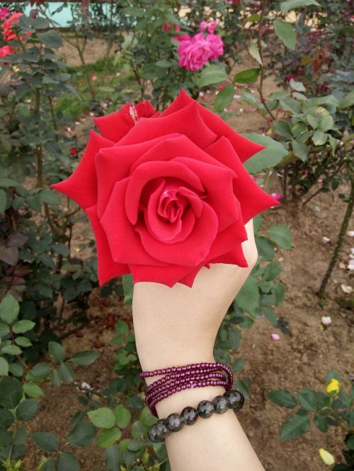 Rožė, Natūralus, Širdis
