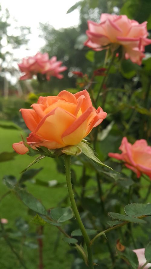 Rožė, Zimbabvė, Sodas