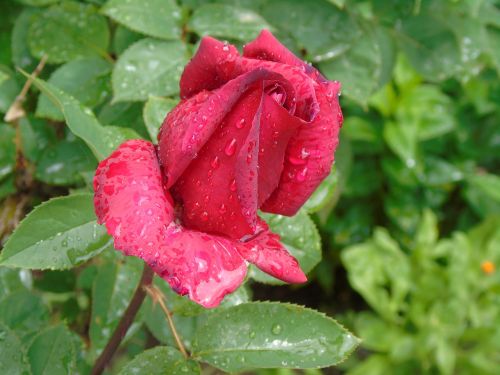 Rožė, Gėlė, Rosa