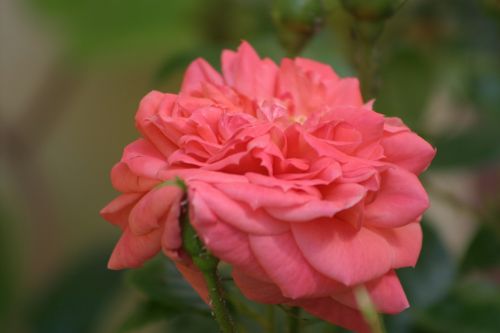 Rožė, Rose De Resht, Rožinis, Viešas Įrašas, Rožių Šeimos, Gėlės