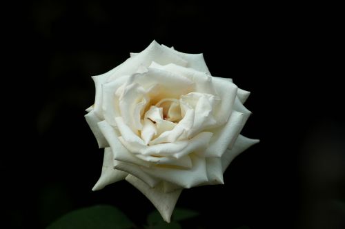 Rožė, Gėlės, Balta Rožė