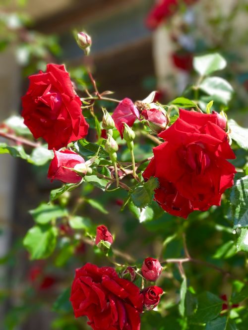 Rožė, Raudona, Gėlė, Raudonos Rožės, Meilė, Romantika, Žiedas, Gėlių, Žiedlapis, Aistra, Valentine, Gamta