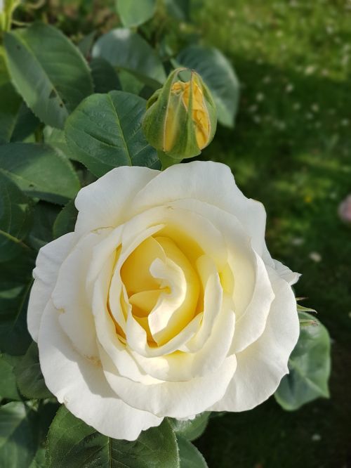 Rožė, Balta Rožė, Gėlės, Pavasaris