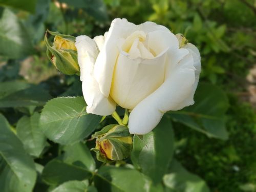 Rožė, Balta Rožė, Gėlės, Vasara