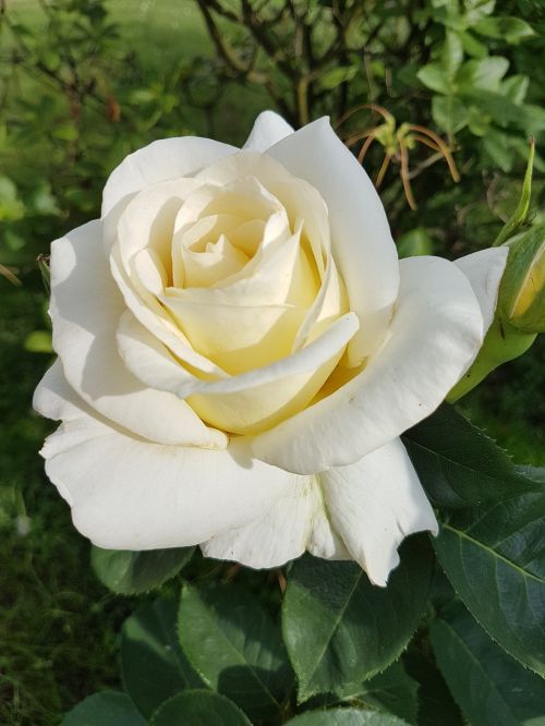 Rožė, Balta Rožė, Gėlės