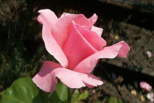 Rožė, Rožinis, Gėlė, Romantiškas, Žydėti, Vasara