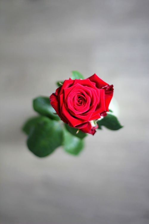 Rožė, Motinos Diena, Gėlė, Raudona, Meilė, Valentino Diena, Romantiškas, Raudona Roze
