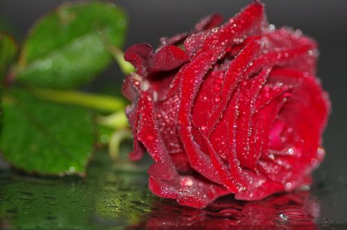 Rožė, Raudona, Rožių Žydėjimas, Gėlė, Raudonos Rožės, Raudona Roze, Juodas Fonas, Emocija, Meilė, Žiedas, Žydėti, Grožis, Rožių Kortelė, Gėlių Sveikinimas