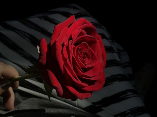 Rožė, Raudona, Išaugo Ant Dryžuotojo Fono, Vienas, Žiedas, Gėlių, Gėlė, Raudona Roze, Akcentuota Neutrali Aplinka