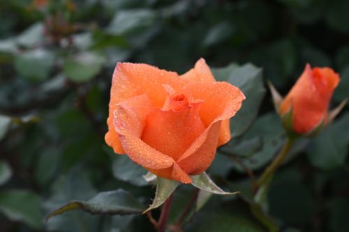 Rožė, Sūkurys, Prispausti, Hangang Parkas