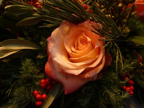 Rožė, Kalėdos, Puokštės, Augalas, Romantiškas, Išaugo Žydėti