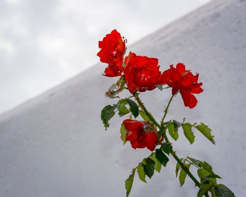 Rožė, Ispanija, Kapinės