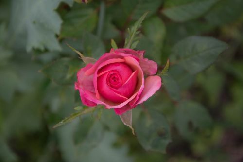 Rožė, Gėlė, Rožė, Augalas, Gamta, Sodas, Rožių Žiedlapiai, Rosa, Rožinė Rožė, Rožinis, Raudona, Žiedlapis