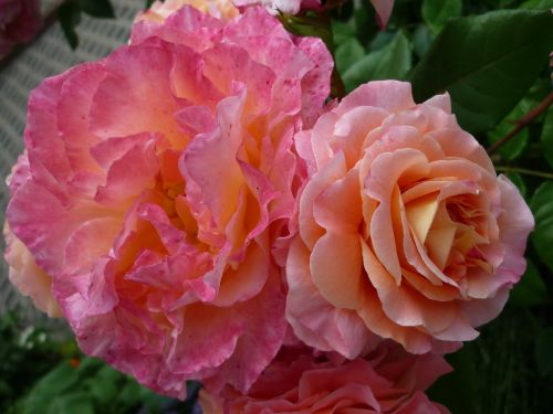 Rožė, Puikus Gėlė, Populiarus Gėlių Stilius, Sodas, Vasara, Aromatingas