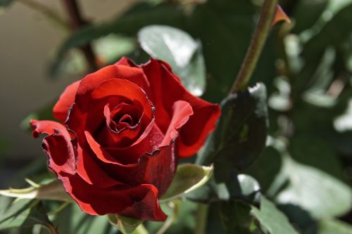 Rožė, Raudonos Rožės, Romantika, Meilė, Valentine, Aistra