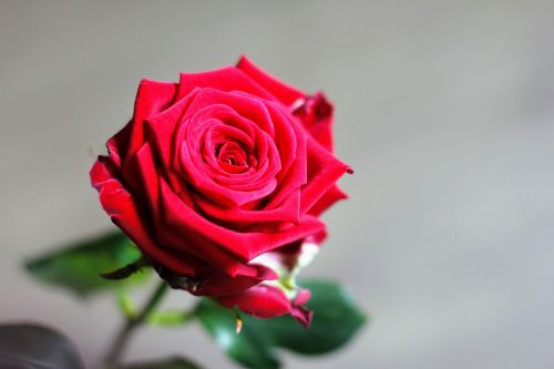 Rožė, Meilė, Valentino Diena, Vestuvių Dieną, Romantiškas, Raudonos Rožės, Raudona Roze, Raudona, Grožis, Jausmas, Gėlė
