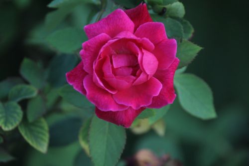 Rožė, Indijos Rožė, Raudona Roze, Žydėti