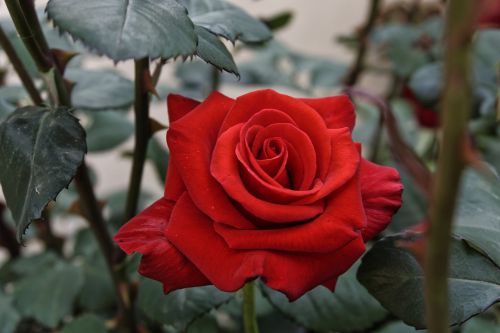 Rožė, Meilė, Romantika, Raudona