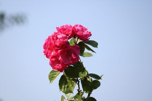 Rožė, Dangus, Takai