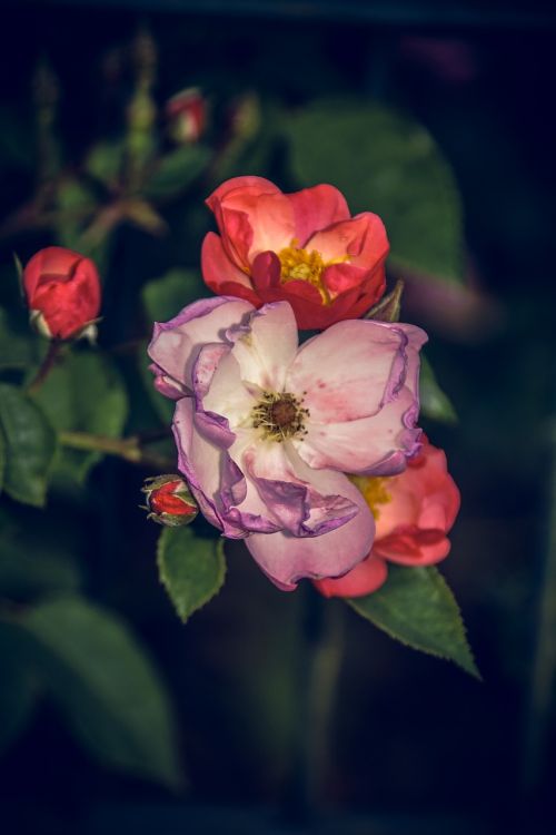 Rožė, Žiedas, Žydėti, Uždaryti, Rosaceae, Aksomas, Gėlių Stiebas, Augalas, Makrofotografija, Gamta, Augalai Ir Gėlės, Išaugo Žydėti, Rožių Veisimas, Grožis, Veisimas, Pavasaris, Vasara, Meilė, Puokštė, Gėlių Vaučerius, Valentino Diena, Spalva, Forma, Pavasario Spalvos, Žalias, Raudona, Geltona, Makro