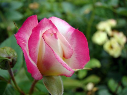 Rožė, Rožė, Gėlė, Rosebud, Rožinis, Rožių Žydėjimas