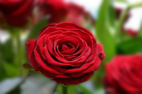 Rožė, Meilė, Romantiškas, Raudona Roze, Valentino Diena, Meilės Simbolis, Raudona