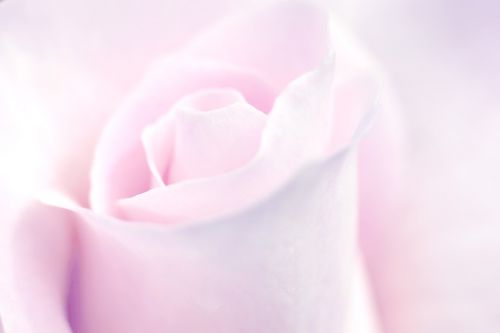 Rožė, Rožinis, Rožinė Rožė, Gėlė, Romantika, Romantiškas, Meilė, Moteriškas, Minkštas, Moteris, Valentine