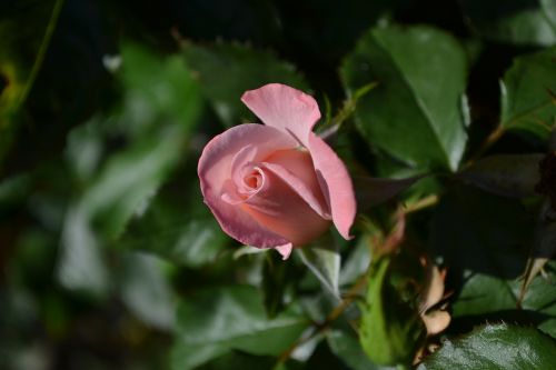 Rožė, Rožinis, Mary Mackillop Rose, Budas, Gėlė, Atidarymas