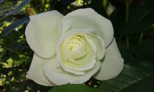 Rožė, Balta, Gėlė, Balta Rožė, Gamta, Meilė, Romantika, Žiedas, Valentine, Dovanos, Elegantiškas, Šviežias, Romantiškas