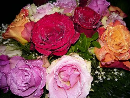 Rožė, Gėlės, Rasa, Denio, Žiedlapis
