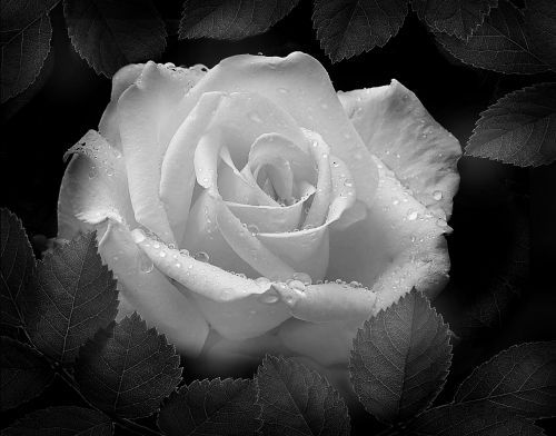 Rožė, Juoda Ir Balta Nuotrauka, Gėlės