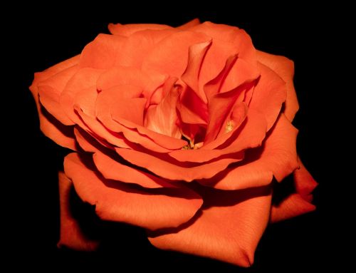 Rožė, Oranžinė Rožė, Oranžinė Flora, Gėlių, Gėlės