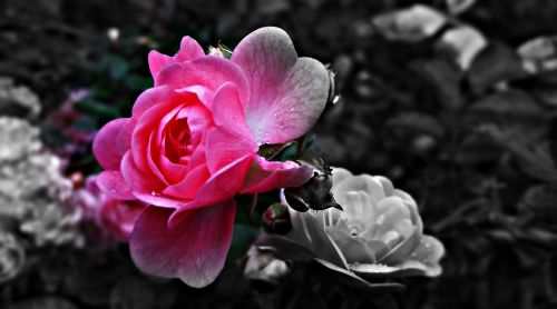 Rožė, Gėlė, Rožė, Raudona Roze, Rožių Žiedlapiai, Gamta, Rožinė Rožė, Rosebud
