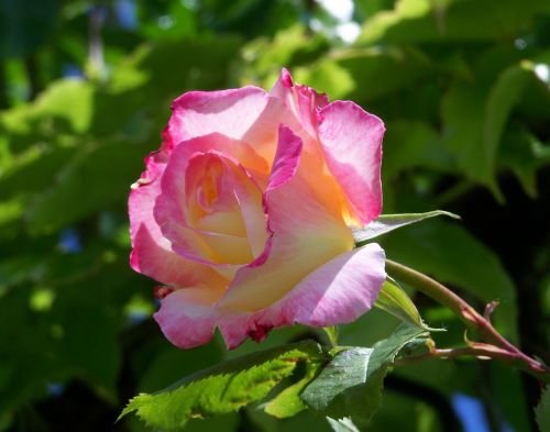 Rožė, Vasaros Gėlė, Sodas