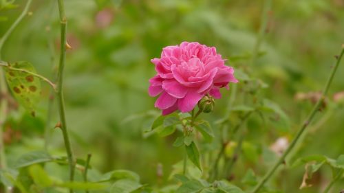 Rožė, Rosa, Gėlė, Việt Nam, Gamta, Spalva, Rožinis, Gėlių, Hoa Hồng